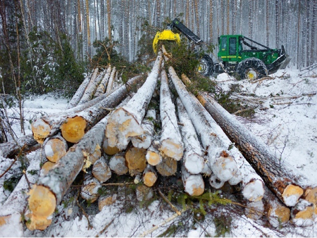 Заготовка дерева